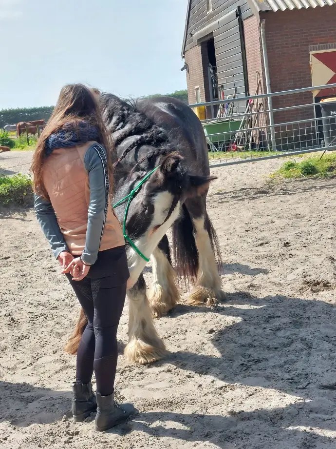 Vegan Horsemanship